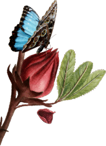 rose bud and butterfly for Root-to-Rise