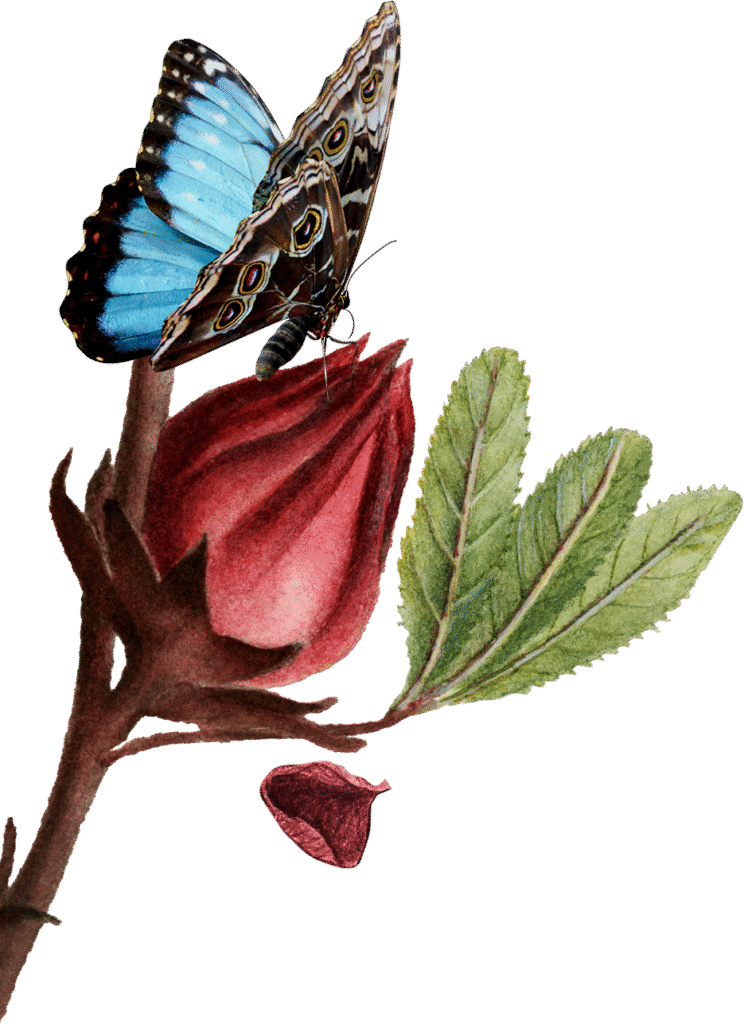 rose bud and butterfly for Root-to-Rise